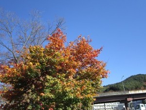 2011/11/16　木曽町、自殺・うつ予防対策視察